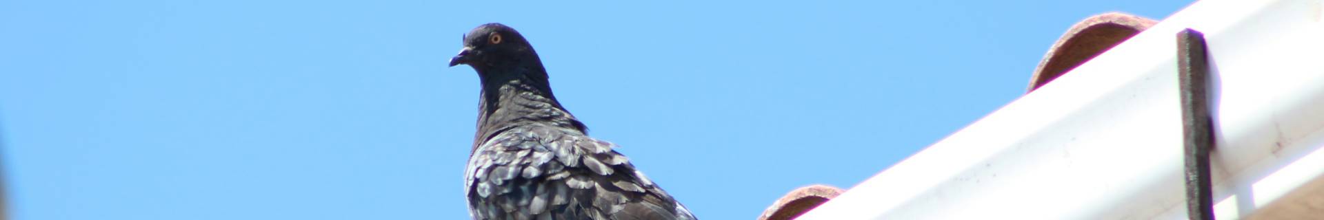 Vogelwering Installeren