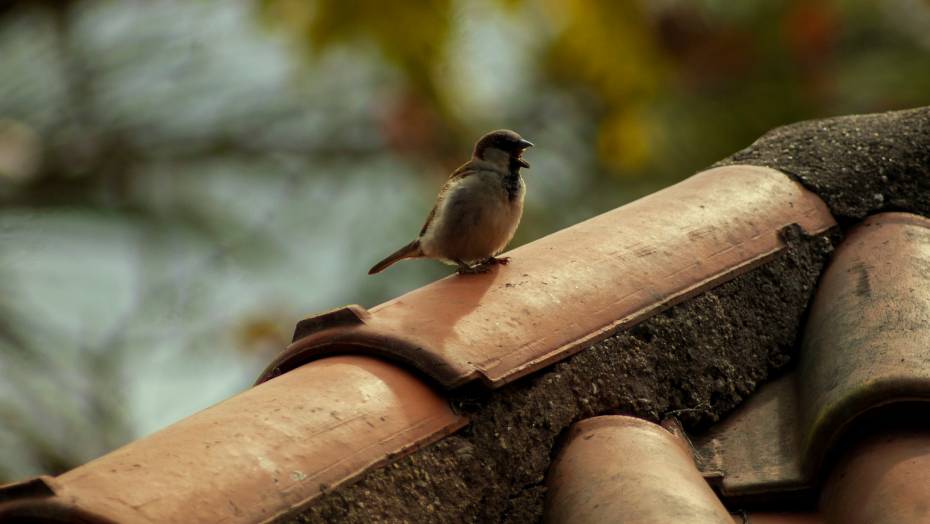 Plaatsing Vogelwering